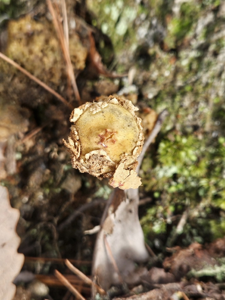 Calostoma lutescens · January 2026 · photo: © willingarden (iNaturalist, cc-by)