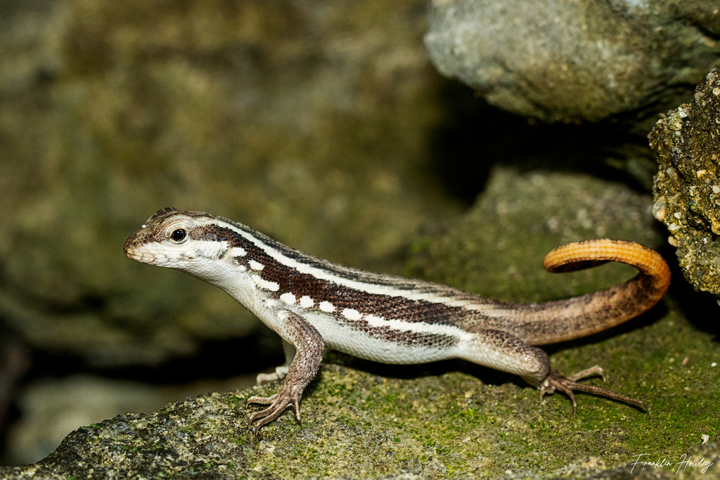 Santo Domingo Curlytail Lizard (Leiocephalus lunatus) · iNaturalist