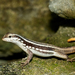 Santo Domingo Curlytail Lizard - Photo (c) Franklin Howley-Dumit Serulle, some rights reserved (CC BY-NC), uploaded by Franklin Howley-Dumit Serulle