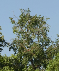 Symphonia globulifera, photograph author not stated, no rights reserved