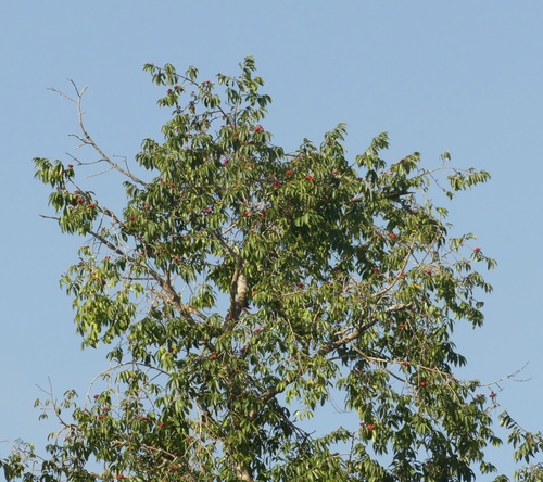 Symphonia globulifera, photograph 2
