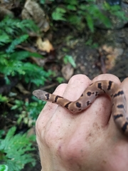 Stenorrhina degenhardtii