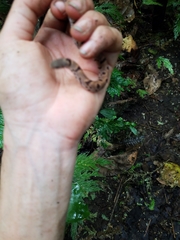Stenorrhina degenhardtii