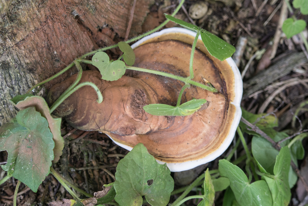 Ganoderma lobatum · January 2026 · photo: © ftsautter (iNaturalist, cc0)
