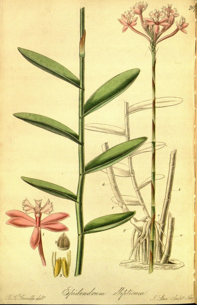 Epidendrum ellipticum