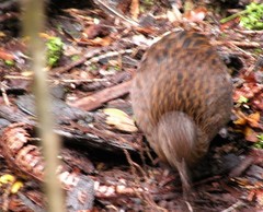 Gallirallus australis scotti