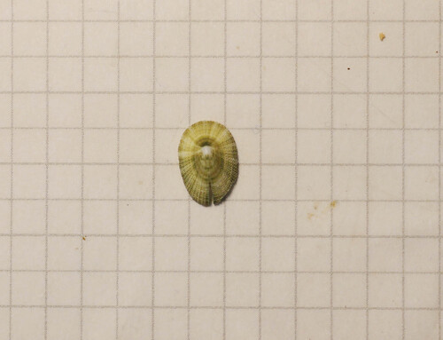 Emarginula striatula observed 2026-01-16