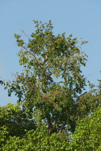 Symphonia globulifera, photograph 4