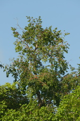 Symphonia globulifera, photograph author not stated, no rights reserved