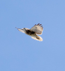 Buteo solitarius