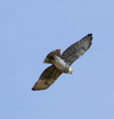 Buteo solitarius