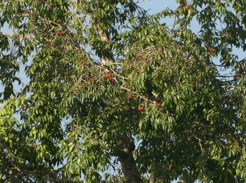 Symphonia globulifera, photograph 1