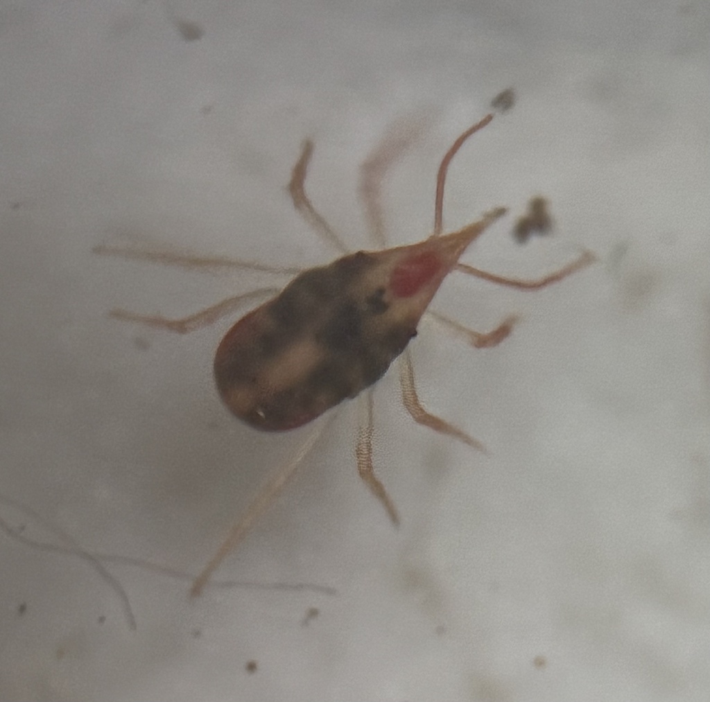 Odontoscirus infrequens