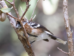 Chasiempis sandwichensis bryani
