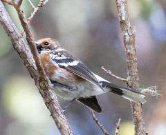 Chasiempis sandwichensis bryani