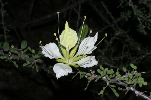 Tara (Delonix edulis)