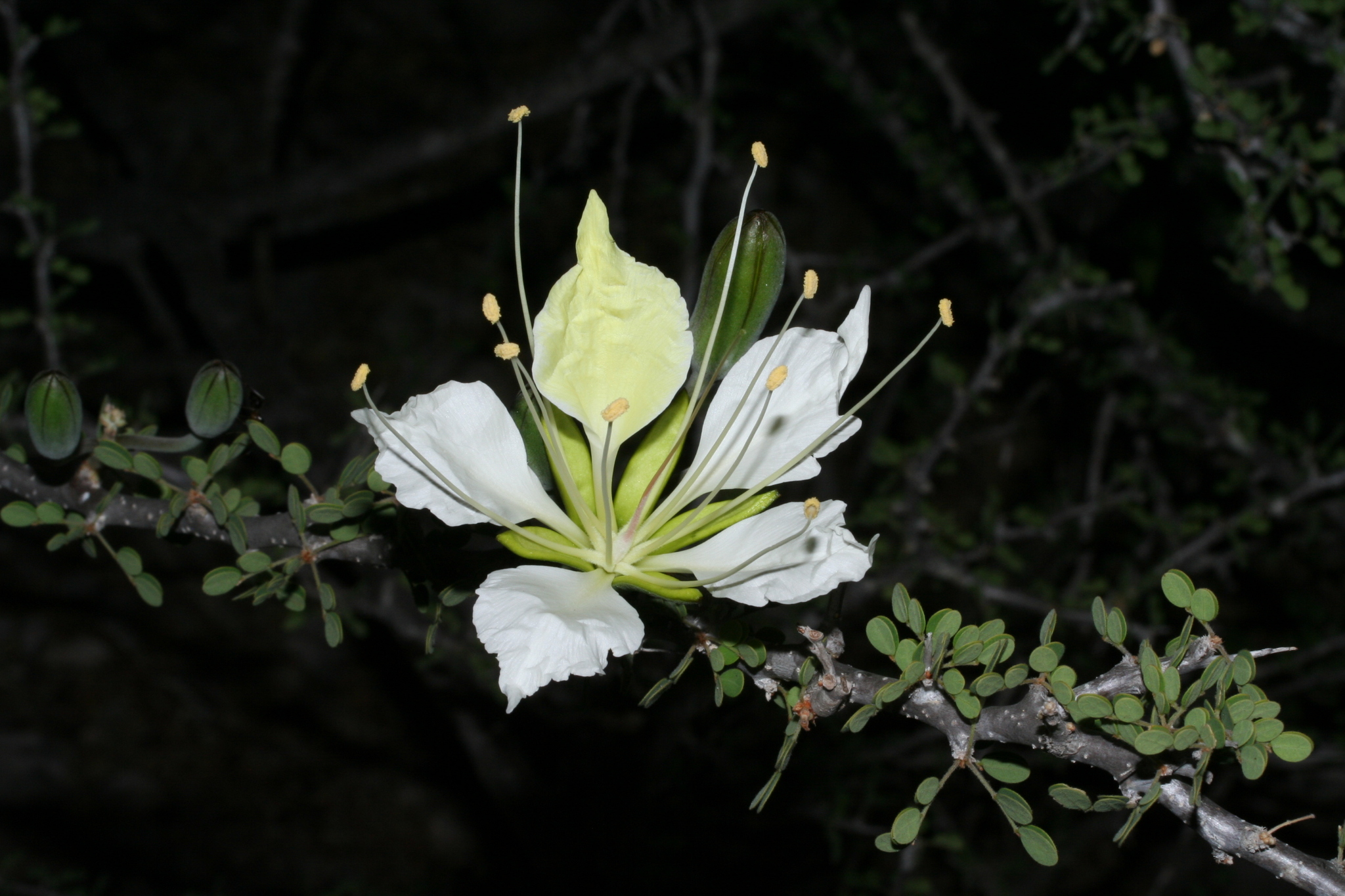 Delonix edulis (H.Perrier) Babineau & Bruneau