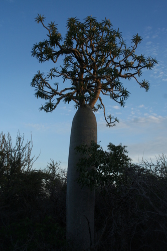 Pachypodium geayi (Pachypodium geayi)