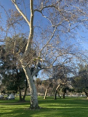 Platanus