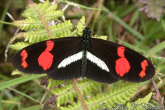 Heliconius telesiphe