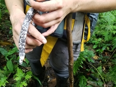 Amphisbaena fuliginosa