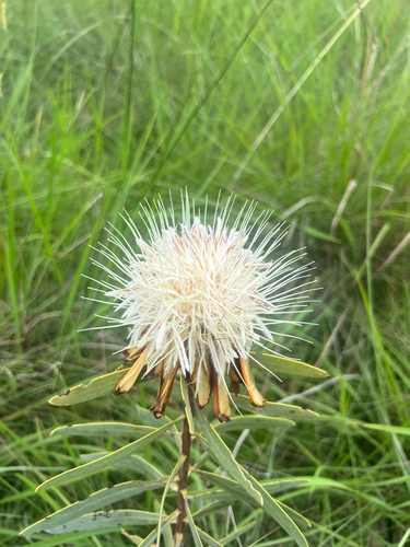 Protea baumii robusta