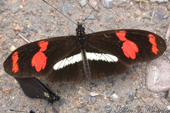 Heliconius telesiphe
