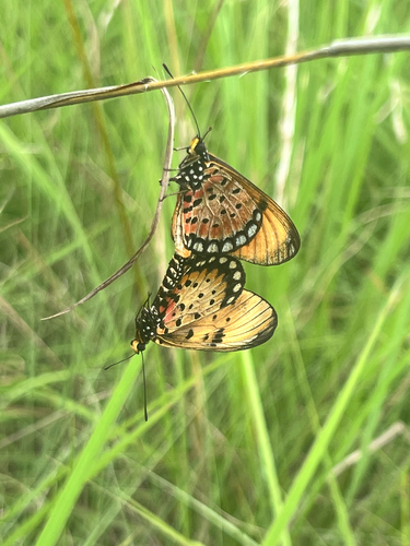 Natal Acraea