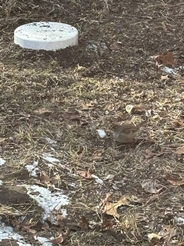 iNaturalist observation photo of White-crowned Sparrow