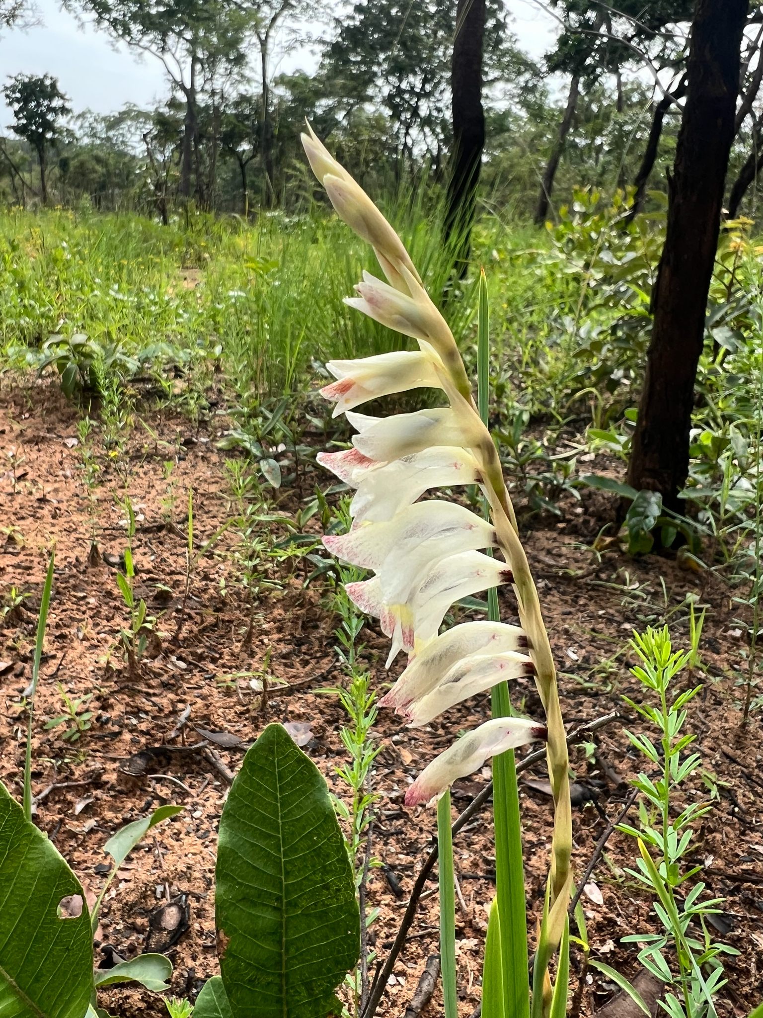 Gladiolus