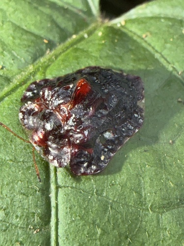 Laccoptera murrayi