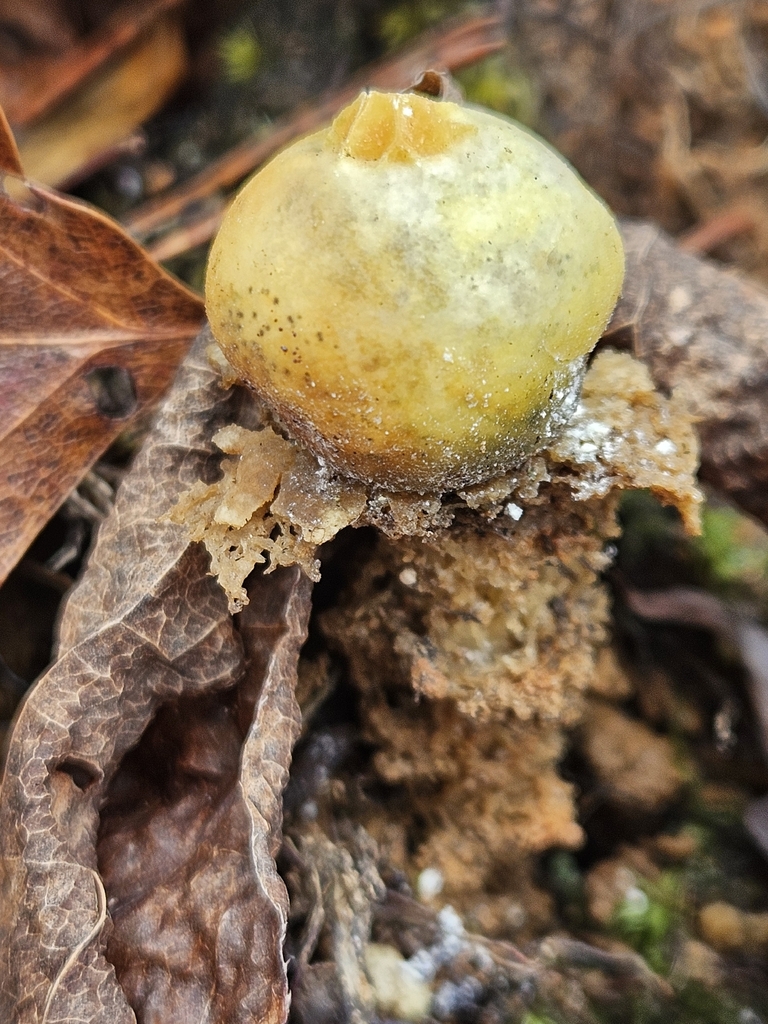 Calostoma lutescens · January 2026 · photo: © willingarden (iNaturalist, cc-by)