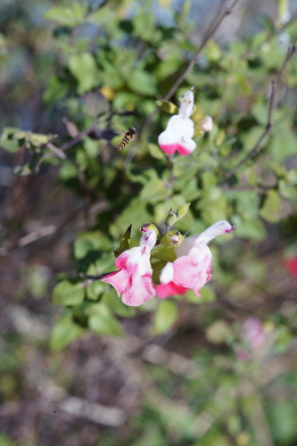 Unknown species found near Johnson City, TX 78636, USA