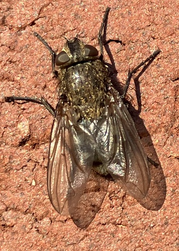 Unknown species found near Churchill Village South, Germantown, MD, USA