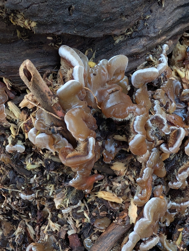 Auricularia mesenterica · January 2026 · photo: © heather-hyfae (iNaturalist, cc-by)