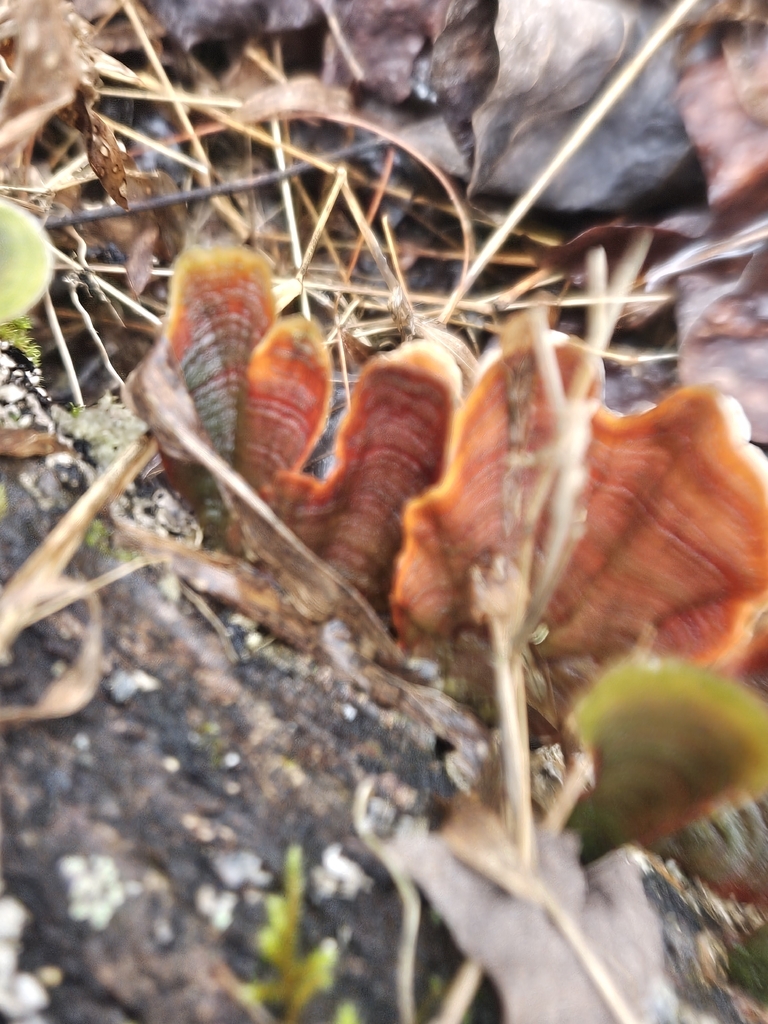 Stereum lobatum · January 2026 · photo: © willingarden (iNaturalist, cc-by)
