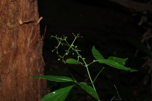 Sambucus australasica (Sambucus australasica)