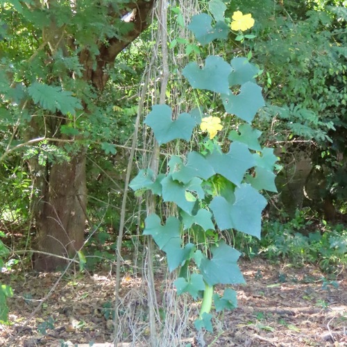 Sponge Gourd (Luffa aegyptiaca)