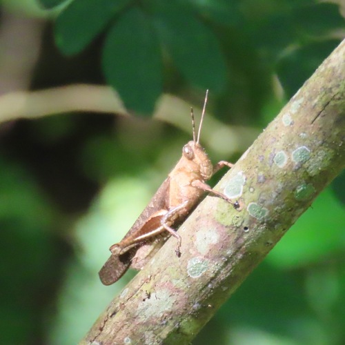 Abracris flavolineata (Abracris flavolineata)