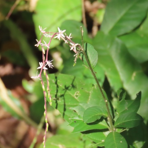 Guinea Hen Weed (Petiveria alliacea)