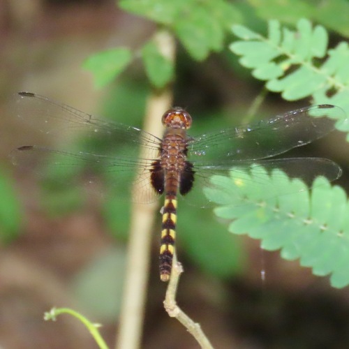 Black Pondhawk (Erythemis attala)