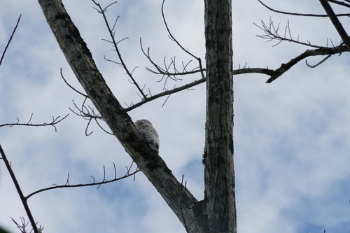 Great Potoo (Nyctibius grandis), photo 4