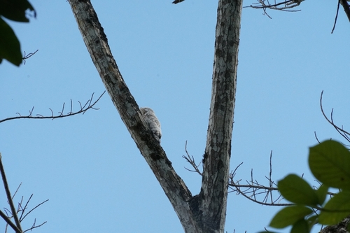 Great Potoo (Nyctibius grandis), photo 5