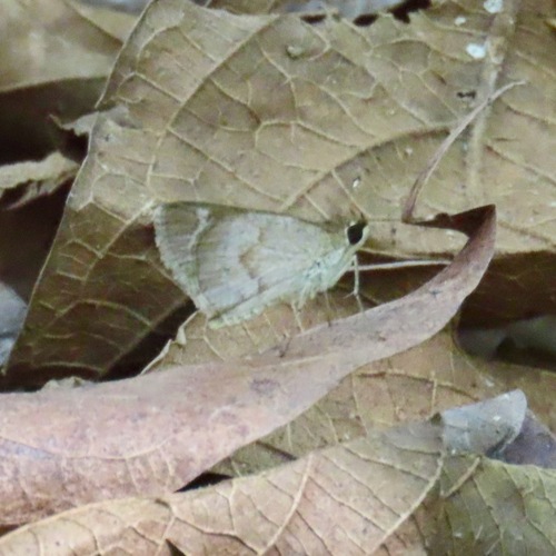 Saturnus Skipper (Callimormus saturnus)