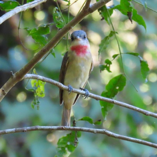 Rose-throated Becard (Pachyramphus aglaiae)
