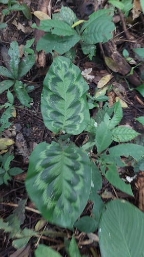 Goeppertia pseudoveitchiana