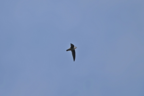 Vaux's Swift (Chaetura vauxi), photo 4