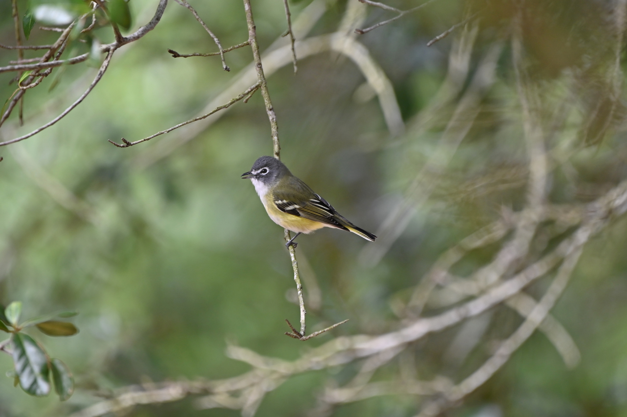 Blue-headed Vireo (Vireo solitarius), photo 7