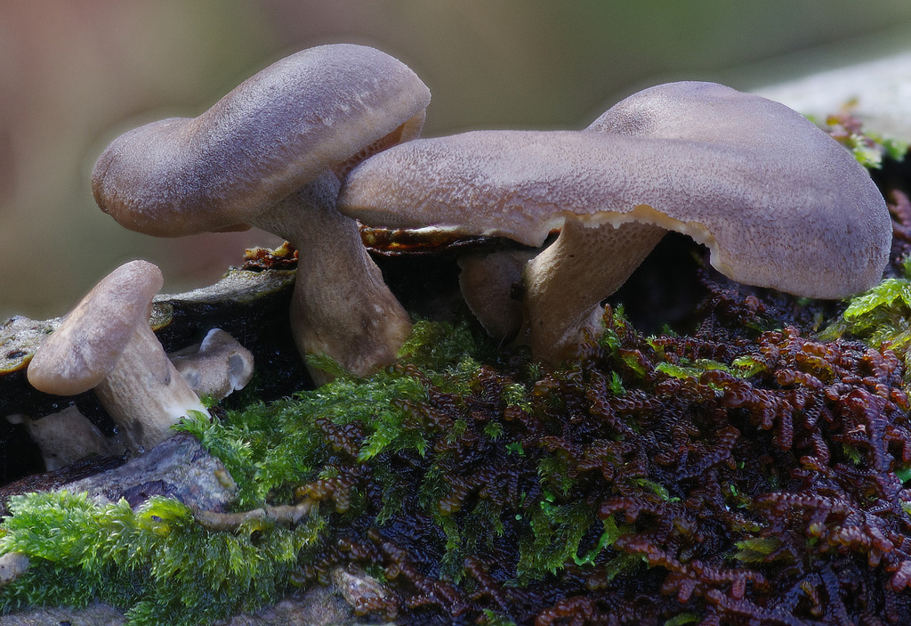 Lentinus brumalis · January 2026 · photo: © wildeep (iNaturalist, cc-by)