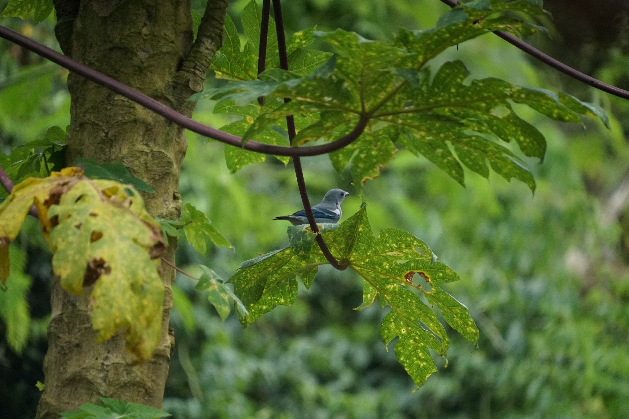 Blue-grey Tanager (Thraupis episcopus), photo 8